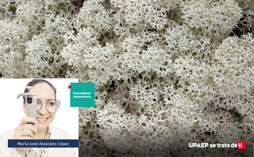 Modo simbiótico, parte 2: ¿Quién te sostiene cuando no puedes solo? Una lección sobre musgos y líquenes. 