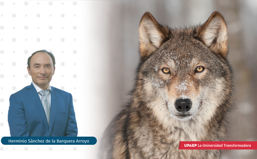 El lobo gris mexicano | UPRESS